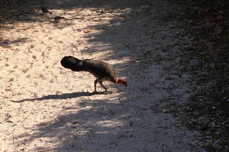 img_0030 Von mir immer ignoriert, von Jan fotografiert: ein Buschhuhn, Australian Brush Turkey. Komischerweise habe ich ungefähr neun Monate gebraucht, bis ich verstanden habe, dass das Ding Brush Turkey und nicht Bush Turkey heißt. So viel nur zur australischen Aussprache.