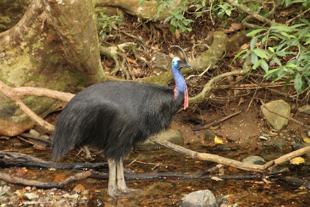 img_0258 Trotz des bunten Kopfes sind die Kasuare übrigens gar nicht leicht zu sehen. Was natürlich auch daran liegt, dass sie stark vom Aussterben bedroht sind. Wir hatten das Glück, sowohl in den Atherton Tablelands als auch im Daintree National Park einen zu sehen.