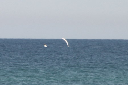 img_0271 Von Fraser Island aus gesehen und von Jan so fotografiert, dass man mir Glauben schenken kann: einer von vielen Humpback Whales, ein Buckelwal. Unterwegs nach Norden nur wenige hundert Meter von der Küste.
