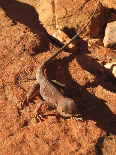 img_0937 Eine Eidechse im Kings Canyon. Keine Ahnung, wie sie heißt. Fotografiert von meiner treuen Schwester, deren Bilder deutlich spannender sind als meine eigenen.