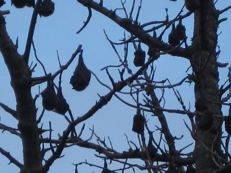 img_1776 Zum Abschluss der Familienreise, wieder im Botanischen Garten im Sydney, von Lotte aufgenommene schlafende Flughunde, im Englisch Megabat oder Fruit Bat genannt.
