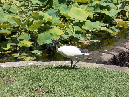 Ibis Ibis