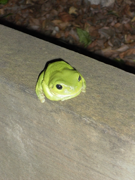 sam_1029 Grüner Frosch in Bundaberg. Gibt dort Unmengen davor. Nicht giftig. Sehr beliebt bei deutschen Rucksacktouristinnen. Warum auch immer.