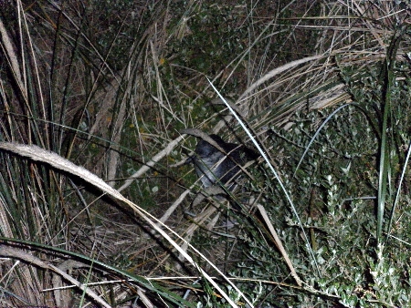 sam_1803 Ein Zwergpinguin, hier in Australien auch als Fairy Penguin bekannt. Diese kommen nachts auf den Strand von Bruny Island, deswegen auch die schlechte Belichtung.