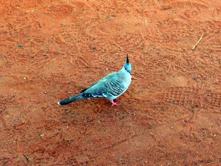 sam_2942 Ich habe keine Ahnung, was für ein Vogel das ist, aber ich habe sie "Irokesen-Tauben" getauft.