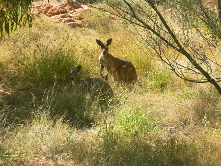 sam_3184 Kängurus in Alice Springs. Wahrscheinlich auch ein altes Bild. Ich behaupte nämlich, dies seien Big Reds, also Rote Riesenkängurus, die größten aller Kängurus und damit besonders erstrebenswert zu sehen.