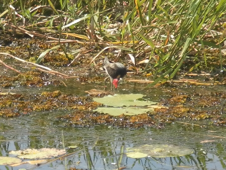 sam_3387 Ein Jacana, ein Blatthühnchen, das im Englisch sehr nett Jesus Bird genannt wird. Und ja, es läuft wirklich auf dem Wasser.
