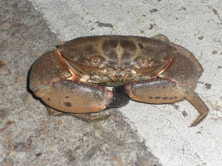 sam_3577 Nach den Ausflügen in die umliegenden Nationalparks sind wir dann im Hafen von Darwin über diese Krabbe gestolpert.