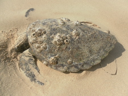 sam_3972 Diese leider tote Schildkröte haben Tamsin und ich in Rainbow Beach gefunden. Hoffen wir mal, dass sie eines natürlichen Todes gestorben ist.