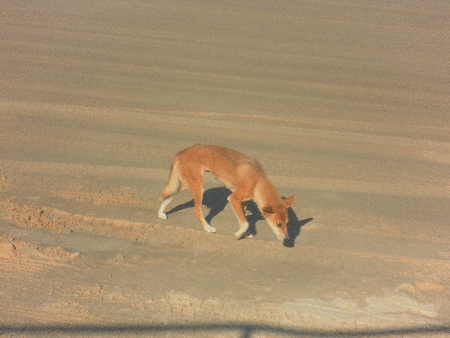 sam_4198 Der Dingo, auch als australischer Windhund bekannt, heißt Jan und mich auf Fraser Island willkommen. Wir nähern uns also dem Ende der Bilderserie...
